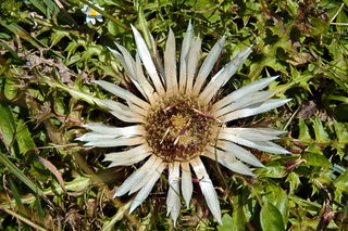 A silver nettle  
in bloom, 2005