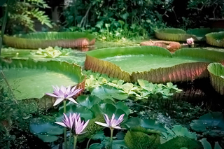 Botanical Gardens   
in Leiden, 2003